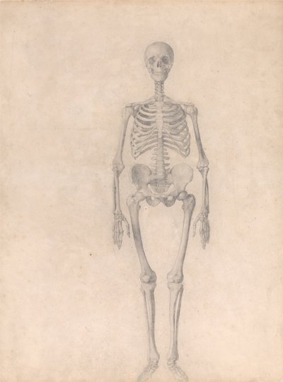 Esposizione anatomica comparativa della struttura del corpo umano con quella di una tigre e di un co... da George Stubbs